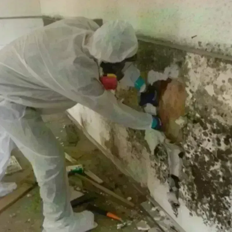 Mold Remediation and Removal in Sun Lakes, AZ